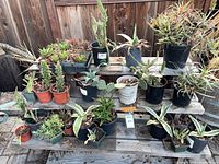 Overall view of tiered wooden display with numerous potted cacti and succulents