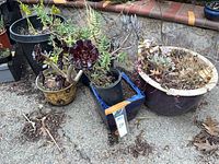 Group of five potted plants on pavement including black plastic pot with philodendron starts, yellow ceramic pot with Aeonium succulent, blue square ceramic pot, round plastic pot with mixed succulents