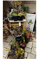Overall lot showing multiple potted succulents on ground and table