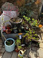 Group of potted plants, planters, table and garden stake