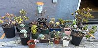 Full group of roughly twenty potted succulents on deck