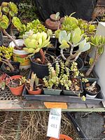 Tray of assorted potted succulents on metal shelf