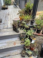 Multiple potted succulents on deck steps, including boot planter and various pots