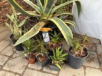 Group shot showing all eight potted succulents, size comparison
