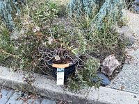 overall view of potted succulent with surrounding rocks at curb