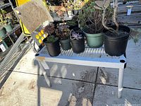 Full view of all potted succulents arranged on white slatted plastic shelf outdoors
