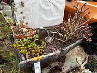 Full view of wood half-barrel planter containing succulents and separate terracotta pot