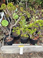 Group of black nursery pots with Aeonium and jade succulents in wooden tray