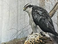 Close-up of bird and prey imagery