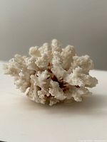 Front angled view of white branching coral specimen