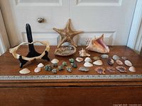 Full lot view showing all shells, shark jaw, starfish, conch and ruler for scale