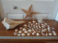 Group shot of all shells and starfish with ruler for scale