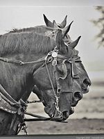 Front view of full canvas showing image and signature