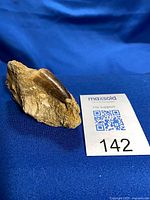 Side view of Mosasaur tooth in matrix with scale card