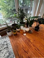Group of all potted plants and planters on wood floor