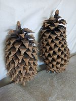 Two Coulter pine cones standing upright against white backdrop