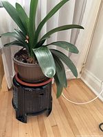 Full plant showing foliage and pot on stand