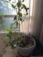 Full view of potted Plectranthus plant in gray plastic planter with saucer, showing trailing stems and window light