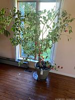 Full view of variegated weeping fig tree in grey planter placed by window