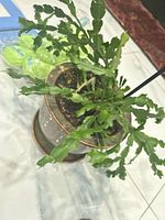 Top view of Christmas cactus in pot