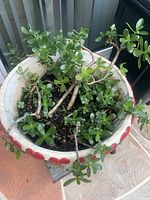 Top view of jade plant inside decorated planter