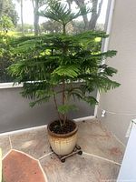 Norfolk Island Pine in ceramic planter on rolling stand