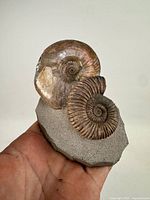 Front view showing both ammonite shells on matrix