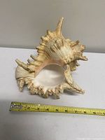 Top view of Murex shell with tape for length measurement