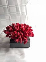 Front angle showing burgundy coral cluster on black base