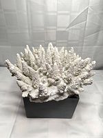 Front view of white coral on black base