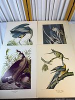Overview of four Audubon bird prints