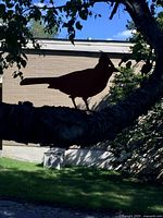 Cardinal silhouette on tree branch showing profile and scale