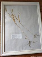 Full view of framed herbarium page showing specimen and frame