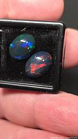 Pair of oval black opals in display box, multicolour play-of-colour visible