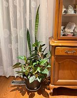 Full view of planter beside cabinet showing height and foliage
