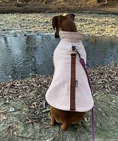 Dog wearing dusty-pink herringbone coat beside water, shows overall fit and rear view