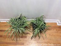 Two spider plants side-by-side on hardwood floor