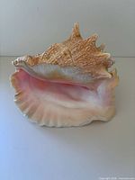 Shell front showing flared pink interior