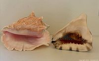 Both conch shells front view