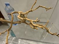 Overall view of twisted branch next to water bottle for scale