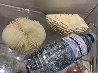 Round disc coral skeleton and ridged coral fragment on glass surface next to water bottle