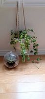 Ceramic hanging planter with trailing plant next to glass terrarium