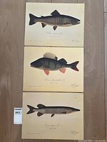 All three fish prints laid out on floor showing overall condition and size reference