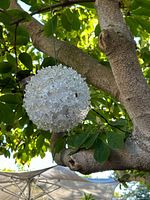 Close view of one clear spiky LED sphere hanging from tree
