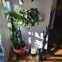 Group of plants and planters by window