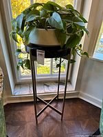 Table and plant together by window showing overall appearance