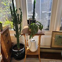 Overall view showing tall cactus, plant stand with other plants, watering can