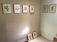 Eight framed botanical prints arranged on and against wall