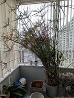 Tall papyrus plant in metal planter against window