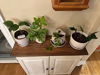 All four potted plants on cabinet top